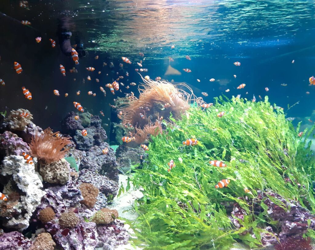 Loads of clownfish underwater